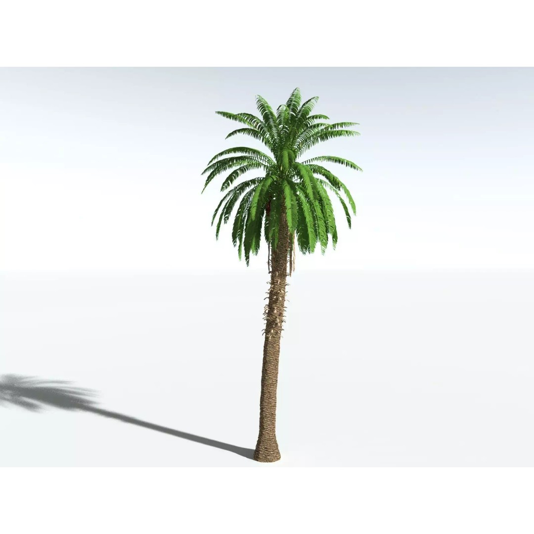 African Oil Palm 3D Model – High Poly PBR Asset, FBX - View 4