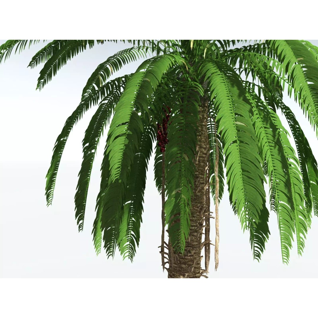 African Oil Palm 3D Model – High Poly PBR Asset, FBX - View 5