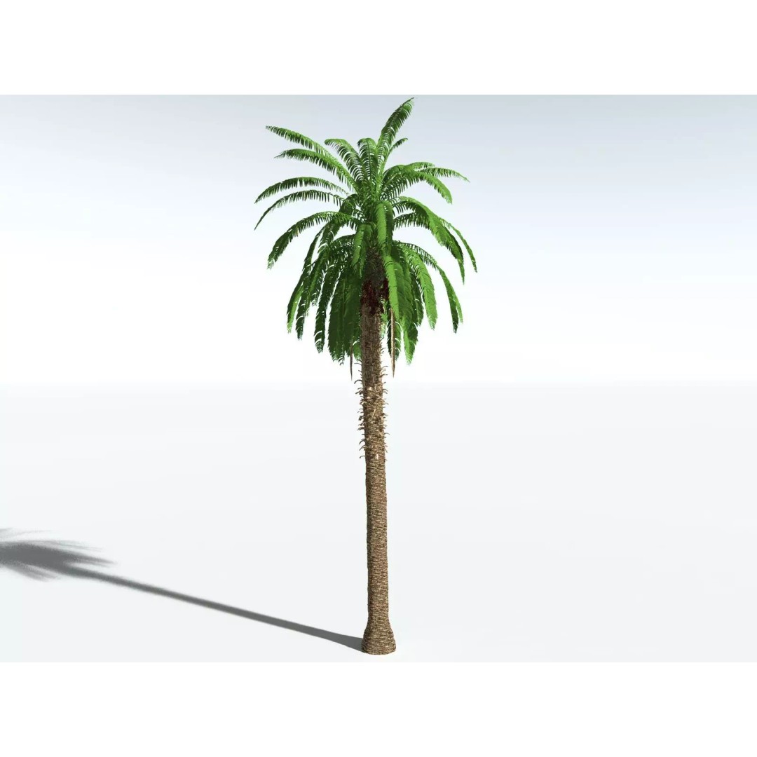 African Oil Palm 3D Model – High Poly PBR Asset, FBX - View 6