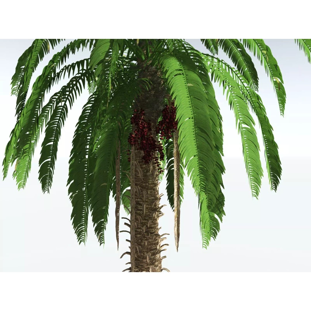 African Oil Palm 3D Model – High Poly PBR Asset, FBX - View 7