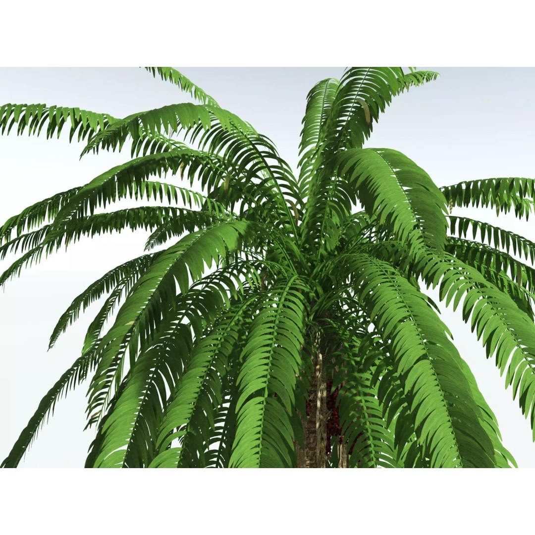 African Oil Palm 3D Model – High Poly PBR Asset, FBX - View 9