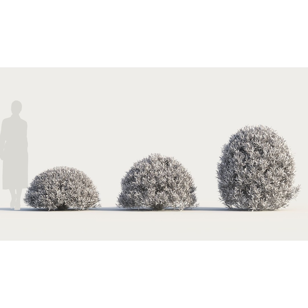 Coleonema Pulchellum 3D Model – Realistic Bush with PBR Textures, FBX