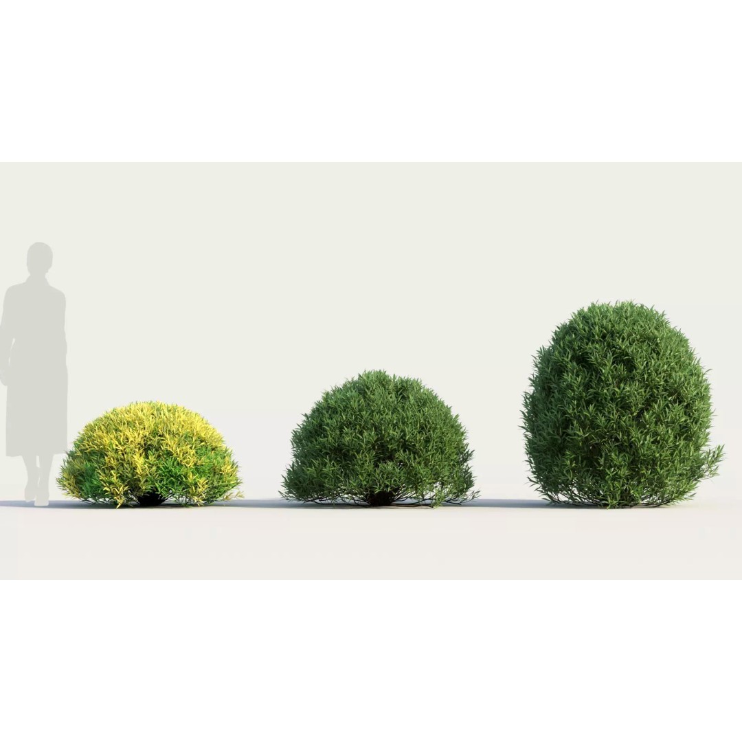 Coleonema Pulchellum 3D Model – Realistic Bush with PBR Textures, FBX - View 2