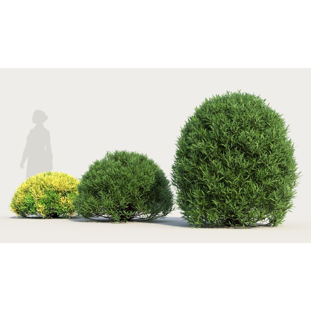 Coleonema Pulchellum 3D Model – Realistic Bush with PBR Textures, FBX - View 3