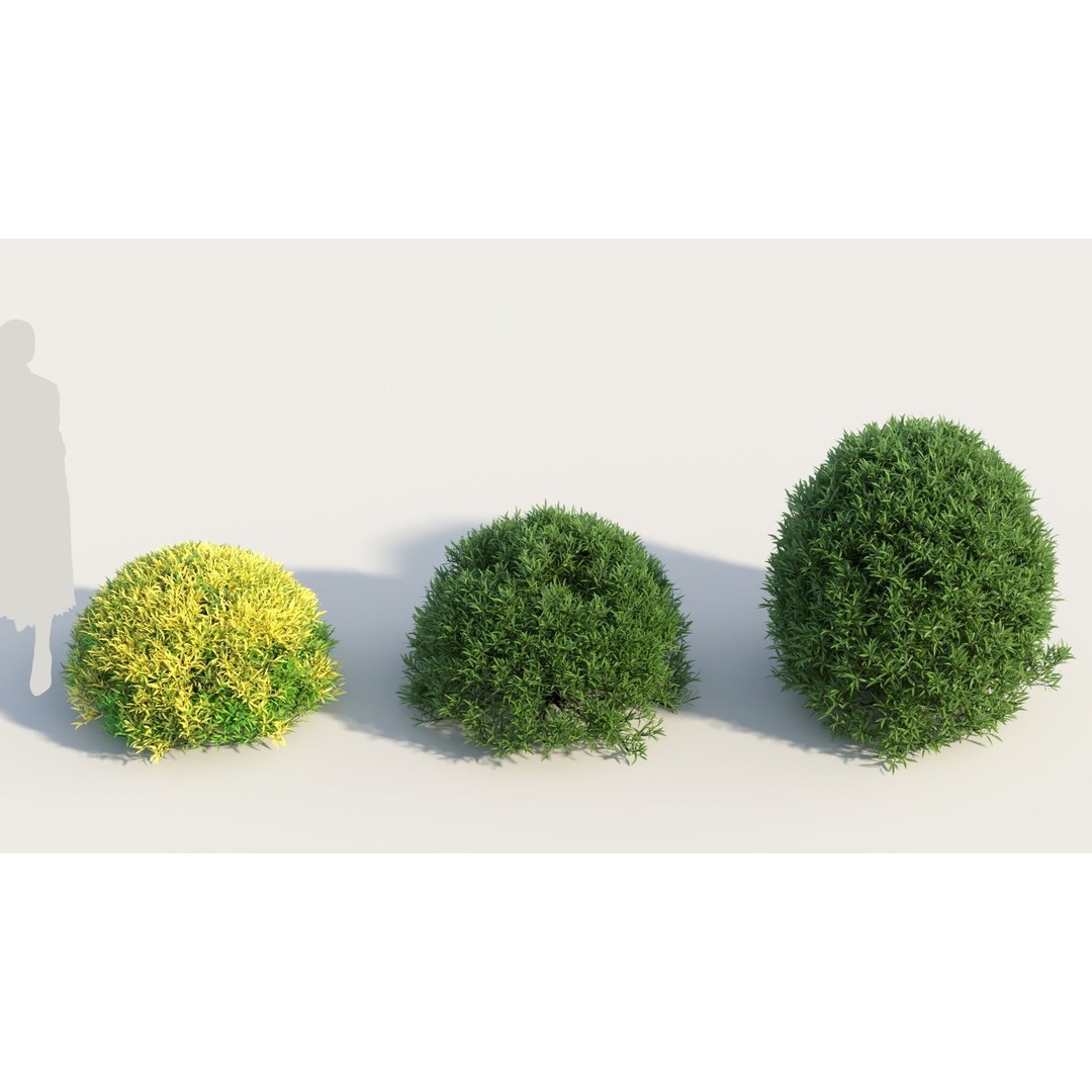 Coleonema Pulchellum 3D Model – Realistic Bush with PBR Textures, FBX - View 4