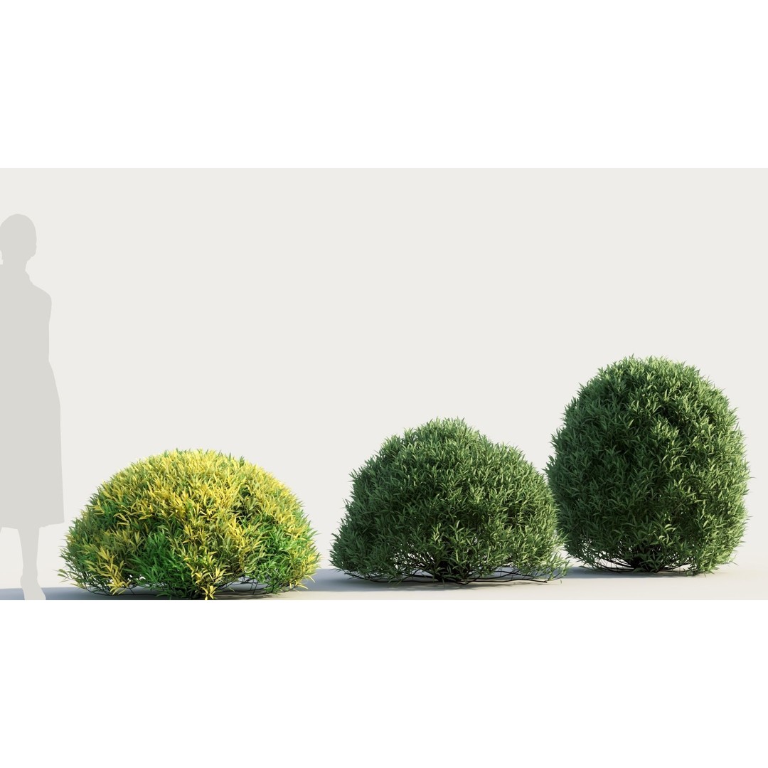 Coleonema Pulchellum 3D Model – Realistic Bush with PBR Textures, FBX - View 5