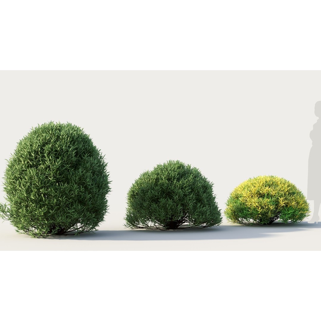 Coleonema Pulchellum 3D Model – Realistic Bush with PBR Textures, FBX - View 6
