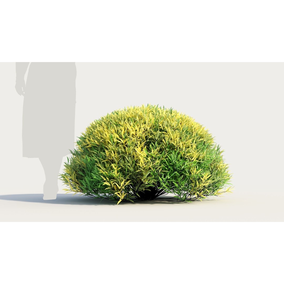 Coleonema Pulchellum 3D Model – Realistic Bush with PBR Textures, FBX - View 7