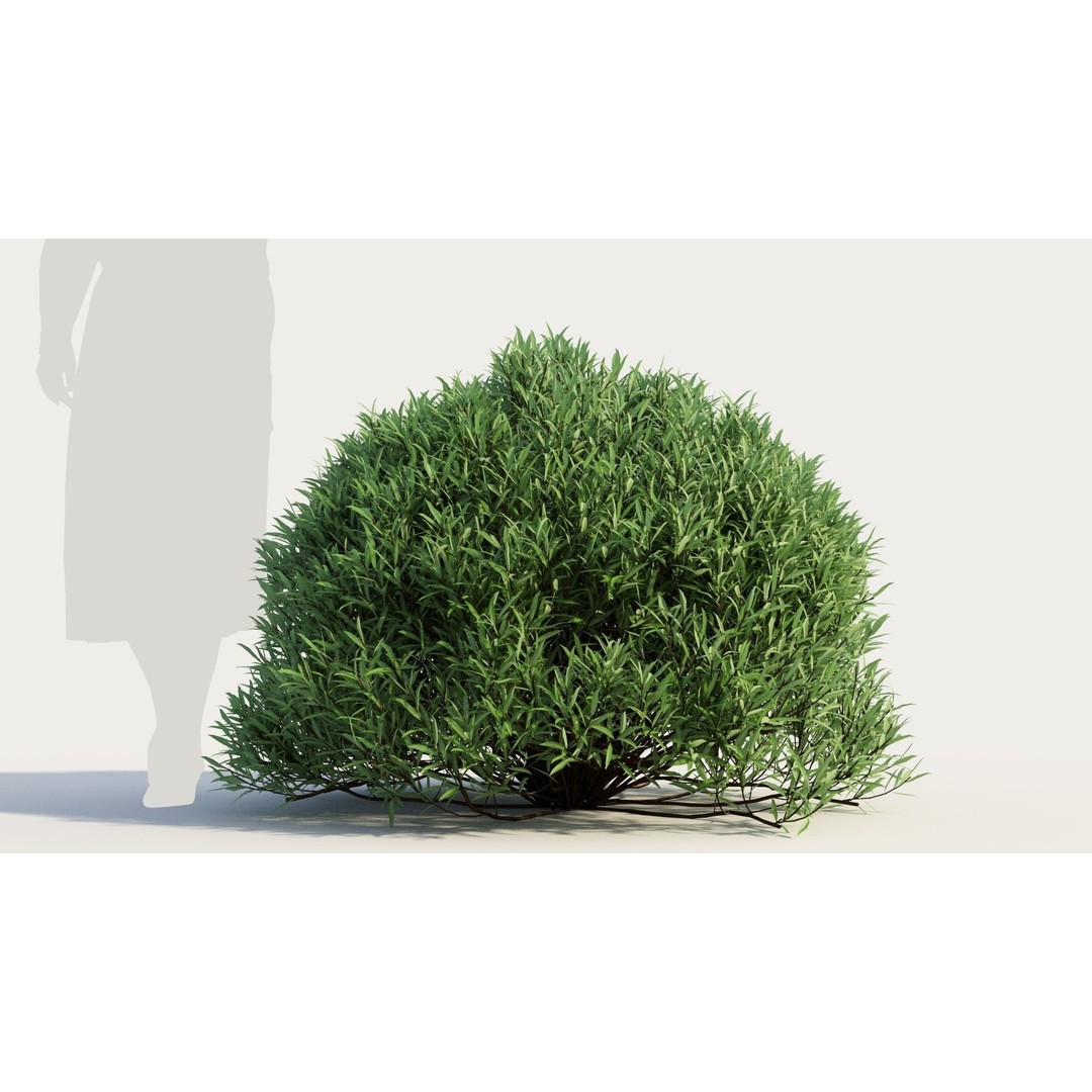 Coleonema Pulchellum 3D Model – Realistic Bush with PBR Textures, FBX - View 8