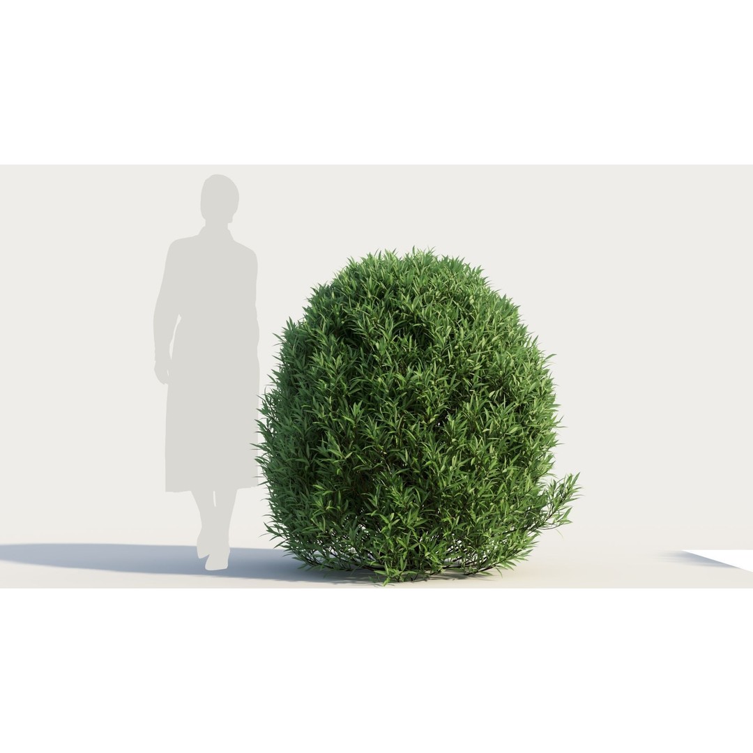 Coleonema Pulchellum 3D Model – Realistic Bush with PBR Textures, FBX - View 9