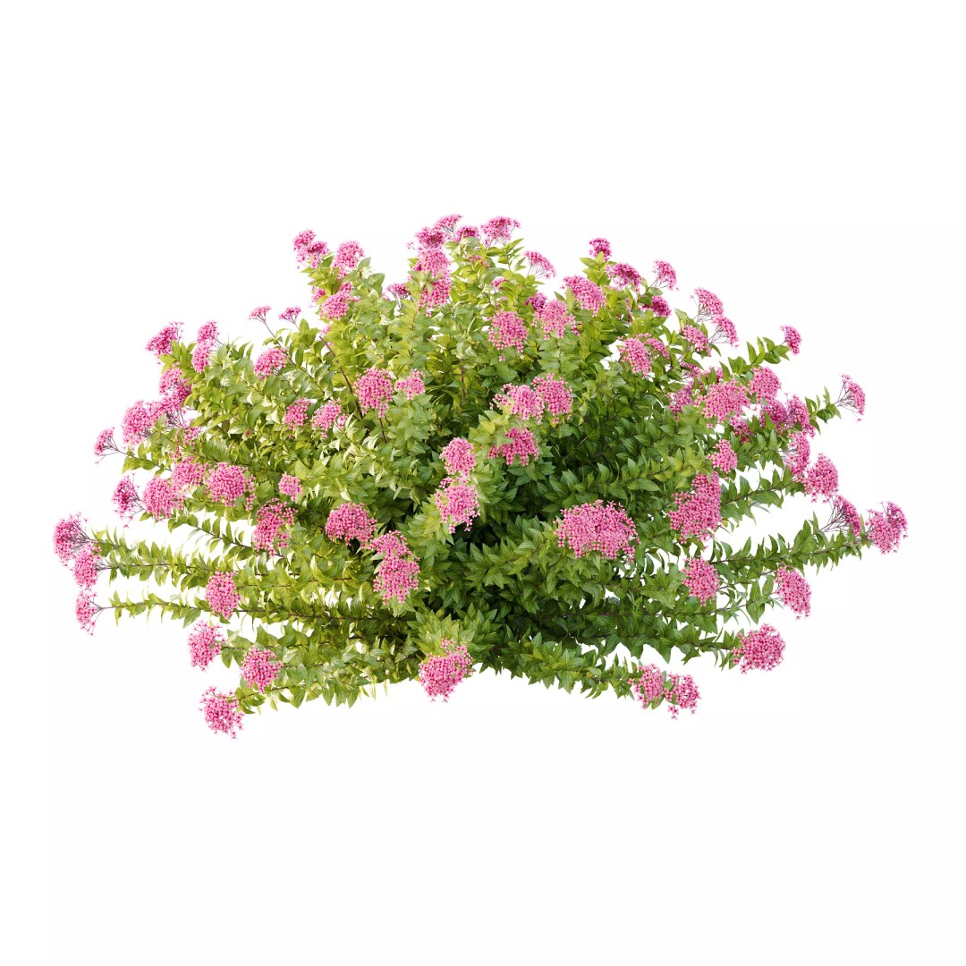 Spirea Japonica Bush 09 3D Model – PBR Game-Ready Asset, FBX/OBJ - View 2
