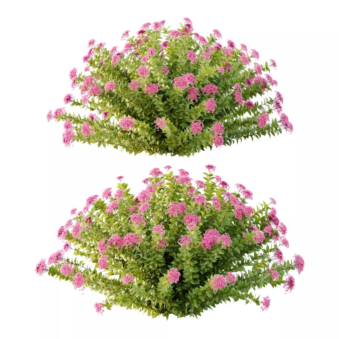 Spirea Japonica Bush 09 3D Model – PBR Game-Ready Asset, FBX/OBJ - View 3