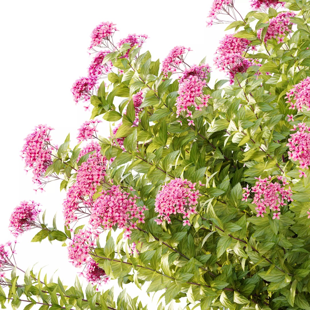 Spirea Japonica Bush 09 3D Model – PBR Game-Ready Asset, FBX/OBJ - View 4
