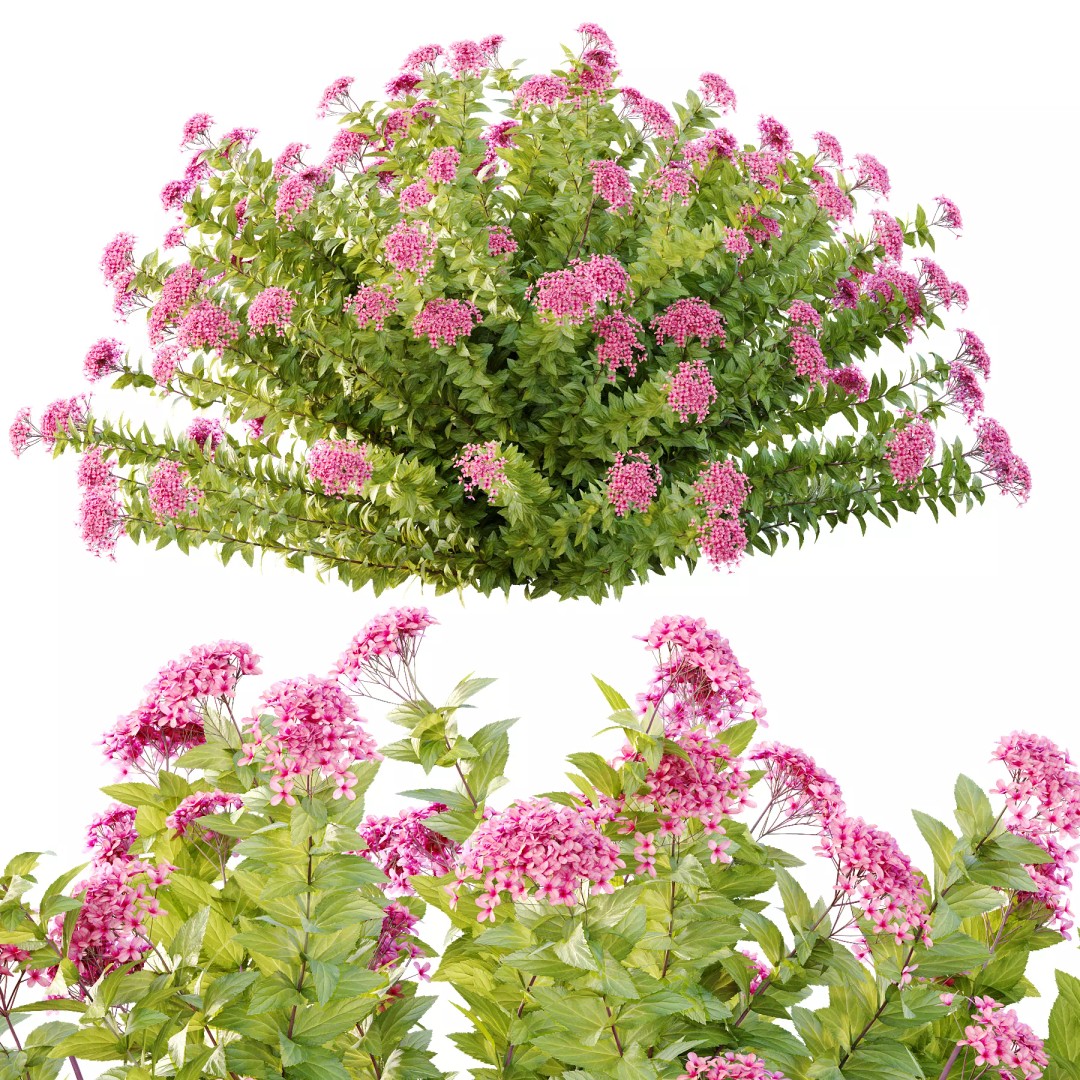 Spirea Japonica Bush 09 3D Model – PBR Game-Ready Asset, FBX/OBJ - View 5