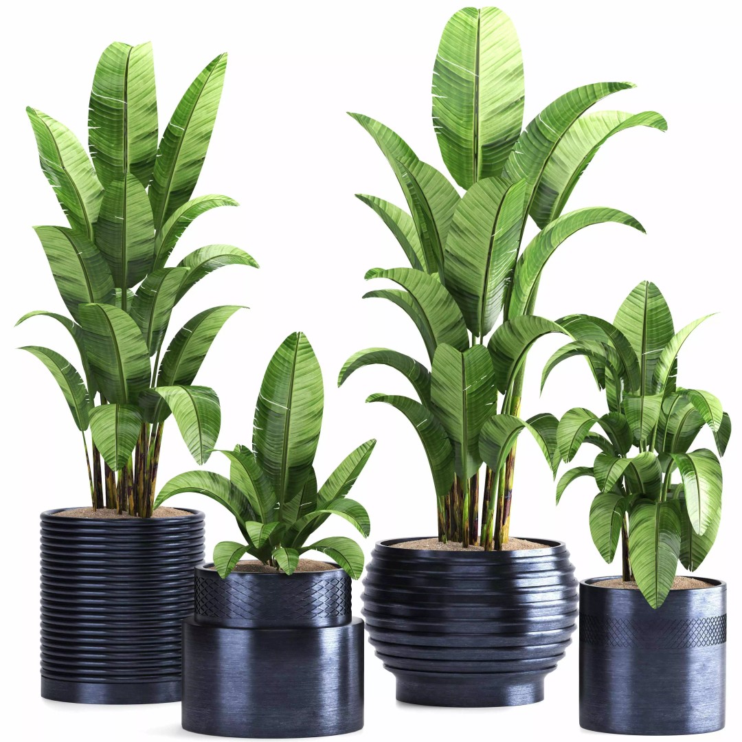 Indoor Plant Set 016 3D Model – High Poly PBR Asset, FBX, OBJ - View 2