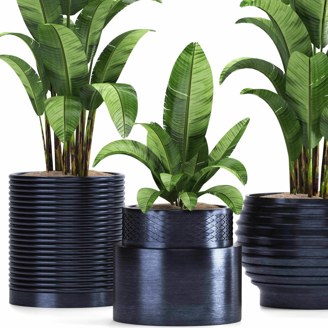 Indoor Plant Set 016 3D Model – High Poly PBR Asset, FBX, OBJ - View 3