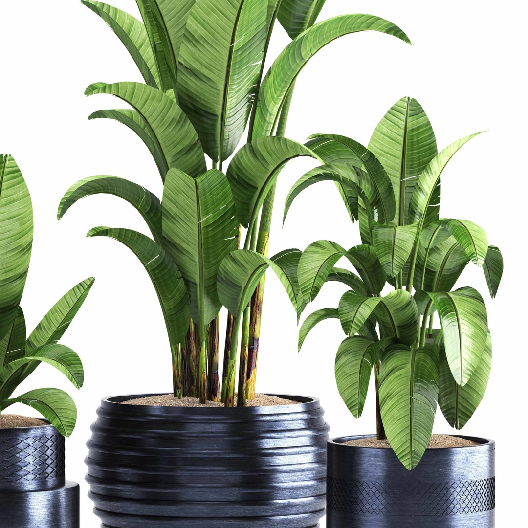 Indoor Plant Set 016 3D Model – High Poly PBR Asset, FBX, OBJ - View 4