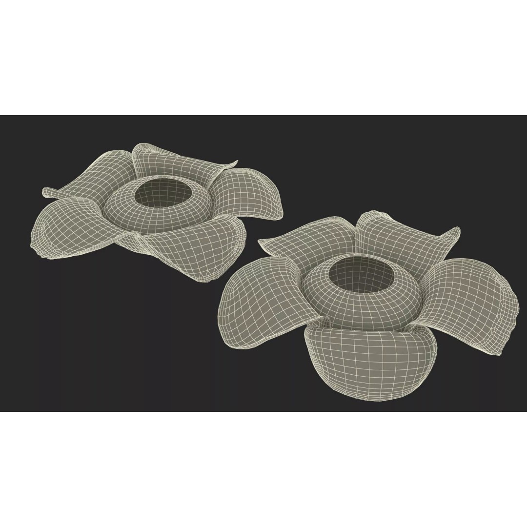Rafflesia Flower 3D Model – High Poly PBR Botanical Asset, FBX - View 16