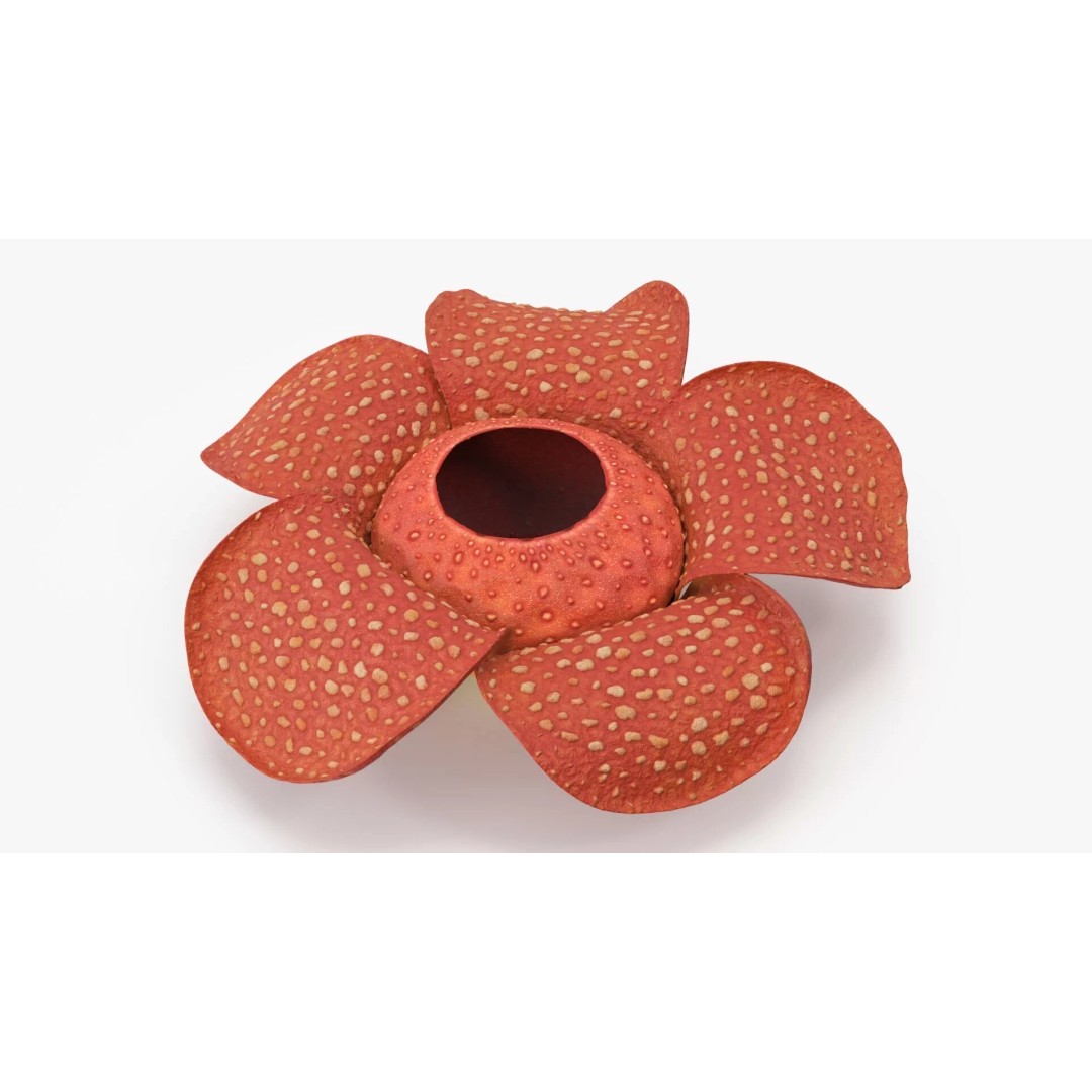 Rafflesia Flower 3D Model – High Poly PBR Botanical Asset, FBX - View 2