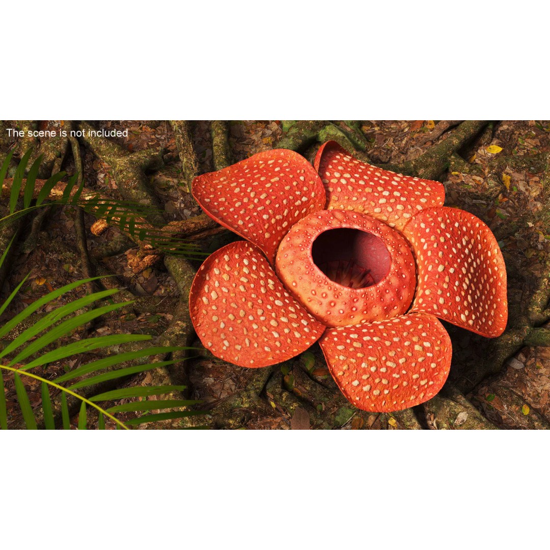 Rafflesia Flower 3D Model – High Poly PBR Botanical Asset, FBX - View 3