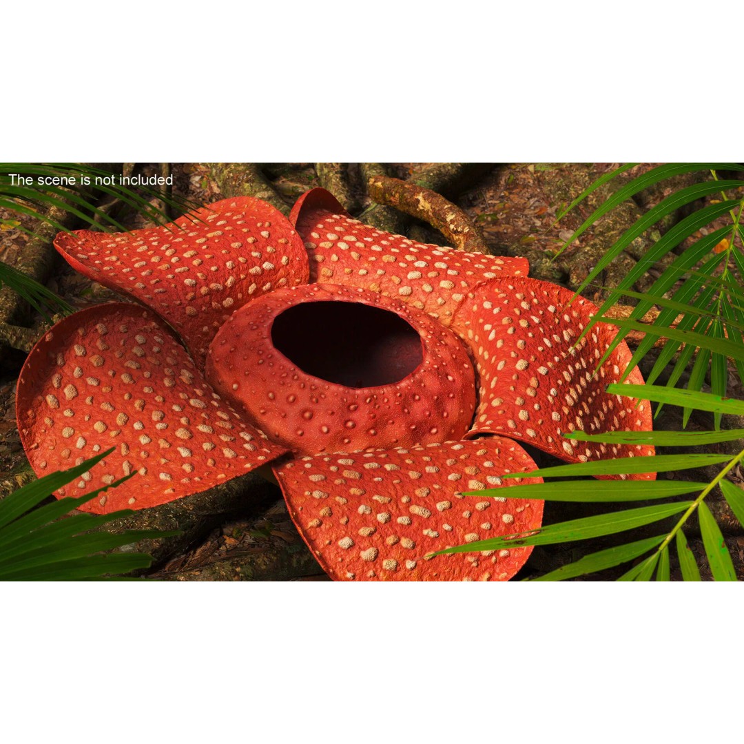 Rafflesia Flower 3D Model – High Poly PBR Botanical Asset, FBX - View 4