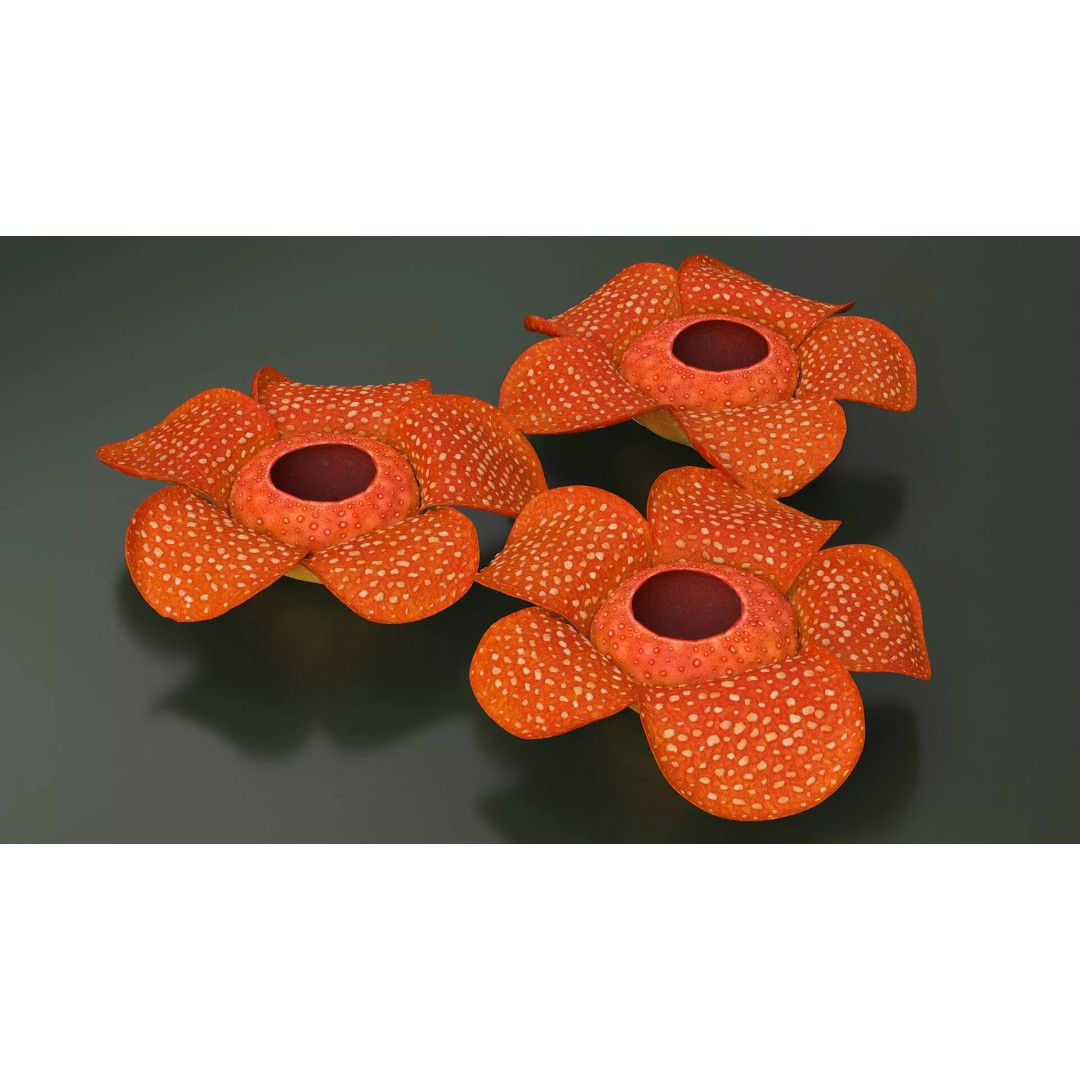 Rafflesia Flower 3D Model – High Poly PBR Botanical Asset, FBX - View 5