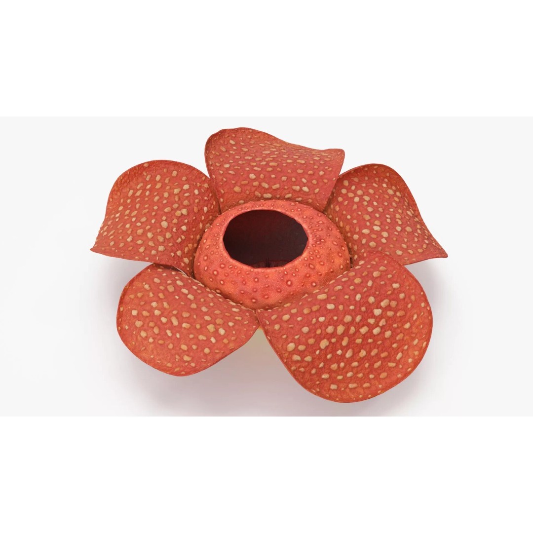 Rafflesia Flower 3D Model – High Poly PBR Botanical Asset, FBX - View 6