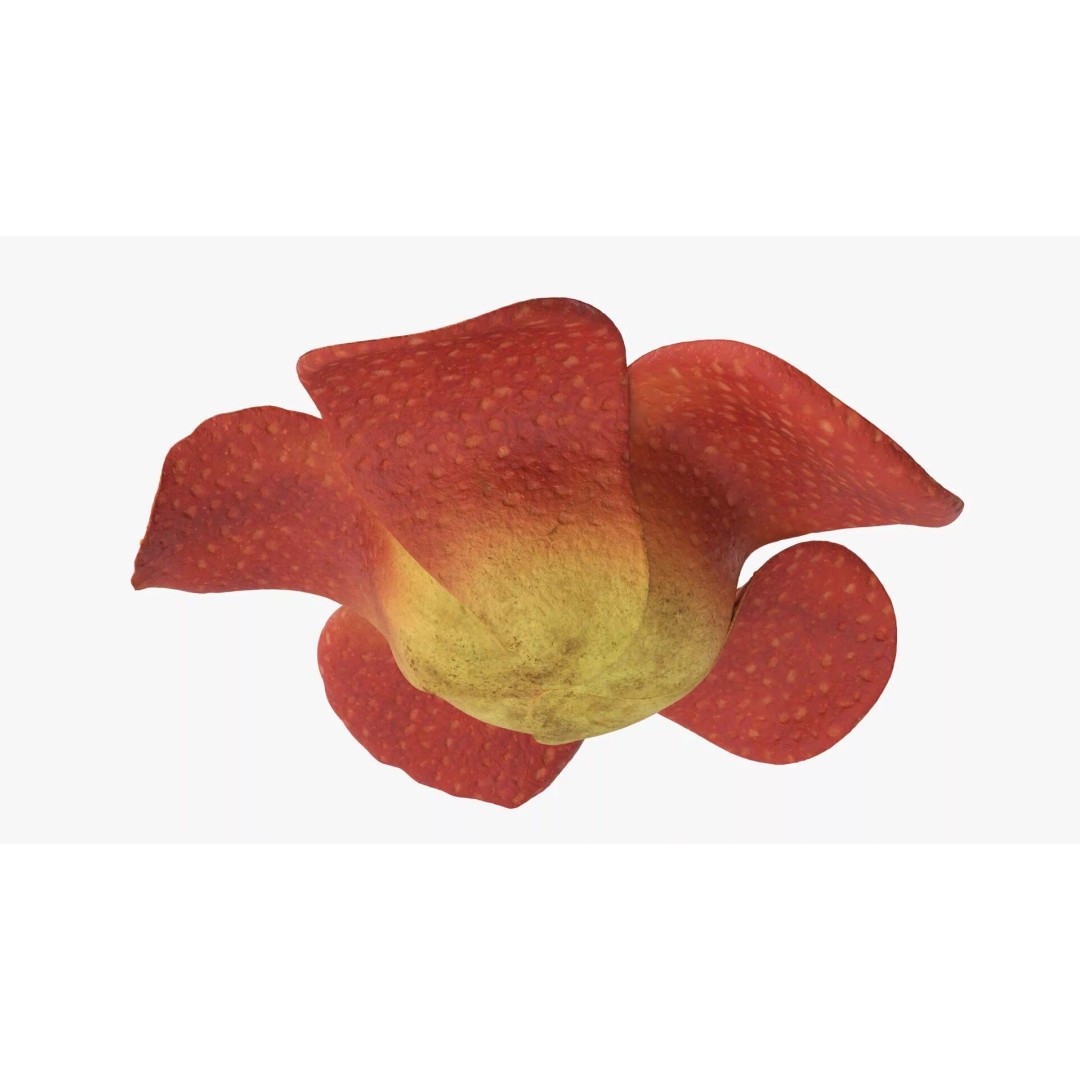 Rafflesia Flower 3D Model – High Poly PBR Botanical Asset, FBX - View 7