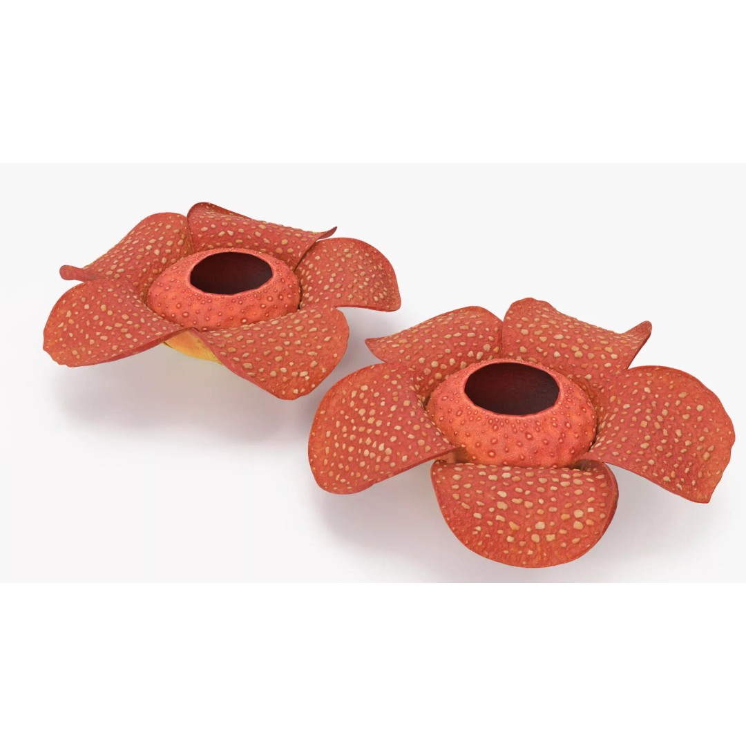Rafflesia Flower 3D Model – High Poly PBR Botanical Asset, FBX - View 8