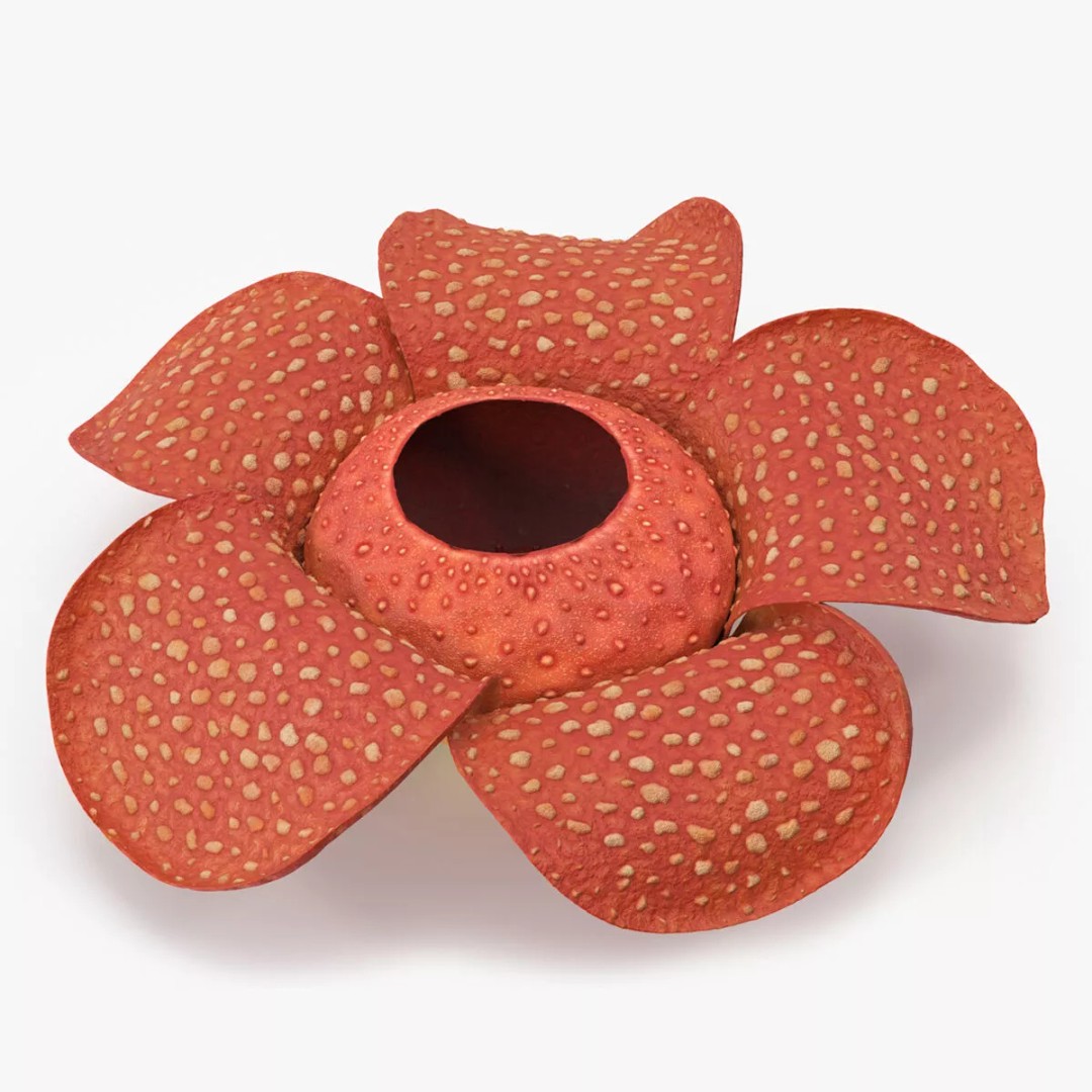 Rafflesia Flower 3D Model – High Poly PBR Botanical Asset, FBX - View 9