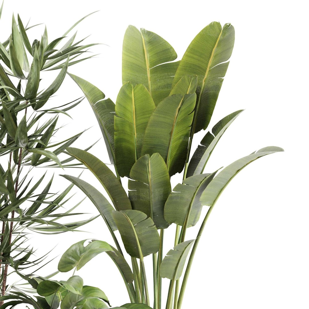Indoor Plant Set 3D Model – PBR Textured Pot Plants, FBX & OBJ