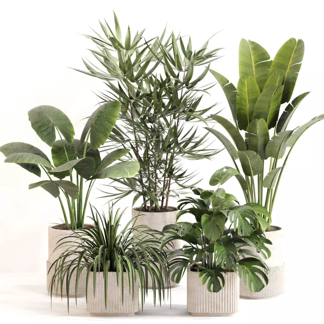 Indoor Plant Set 3D Model – PBR Textured Pot Plants, FBX & OBJ - View 2