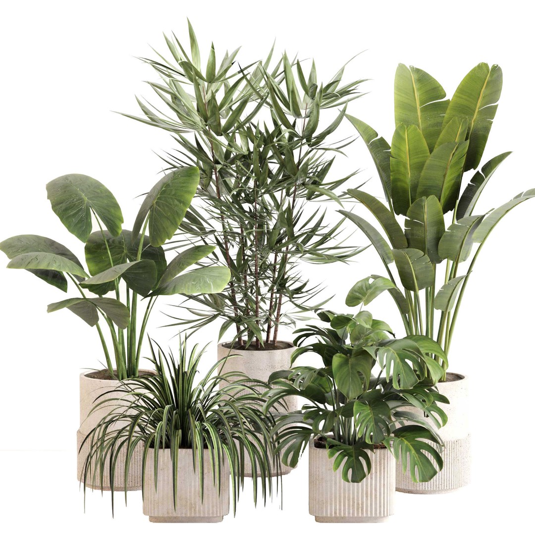 Indoor Plant Set 3D Model – PBR Textured Pot Plants, FBX & OBJ - View 3
