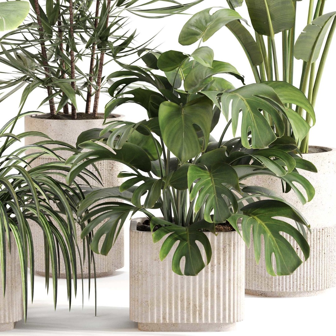 Indoor Plant Set 3D Model – PBR Textured Pot Plants, FBX & OBJ - View 4