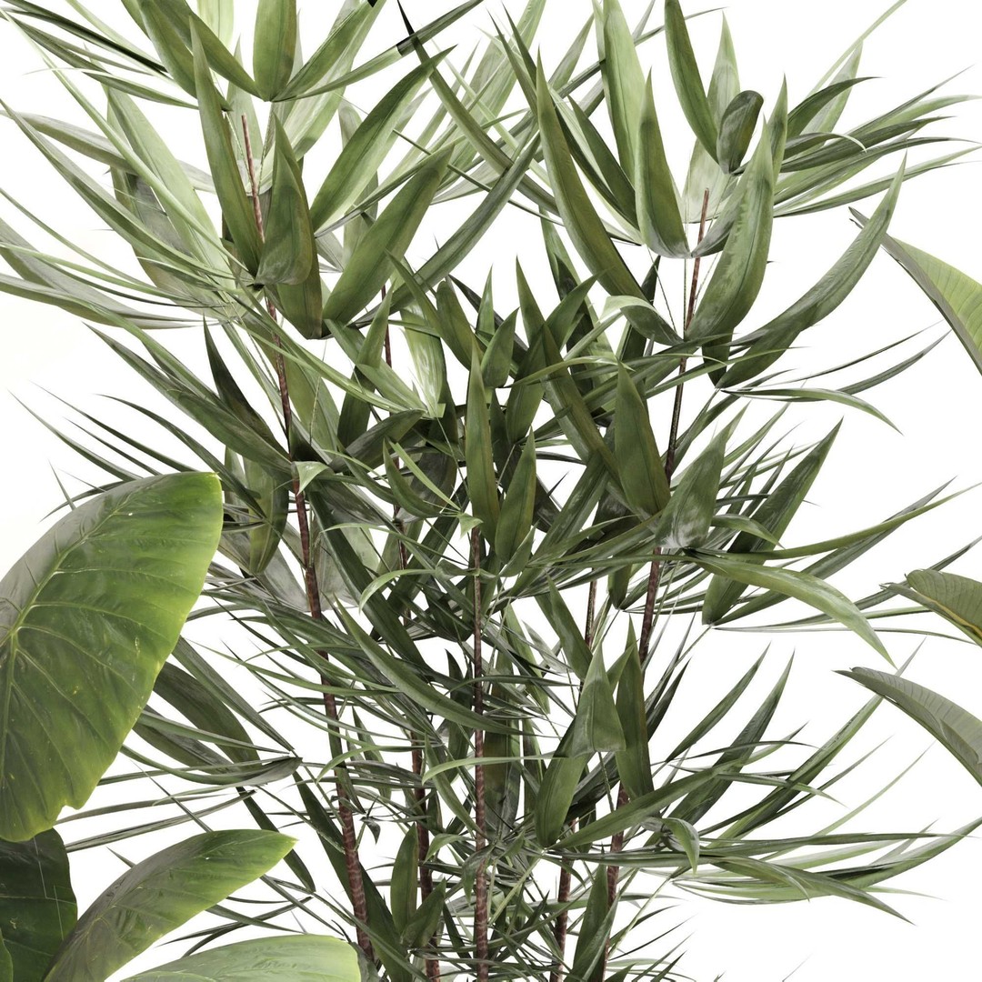 Indoor Plant Set 3D Model – PBR Textured Pot Plants, FBX & OBJ - View 5