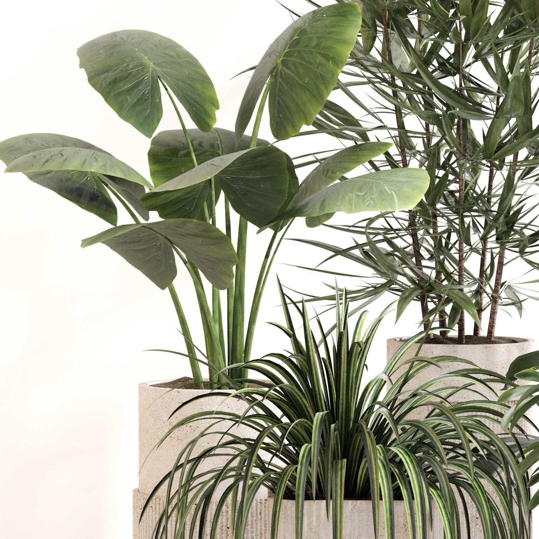 Indoor Plant Set 3D Model – PBR Textured Pot Plants, FBX & OBJ - View 6