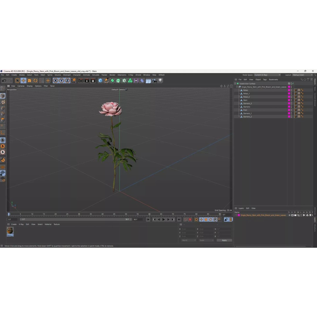 Single Peony Stem 3D Model – Realistic Floral Asset with PBR Textures