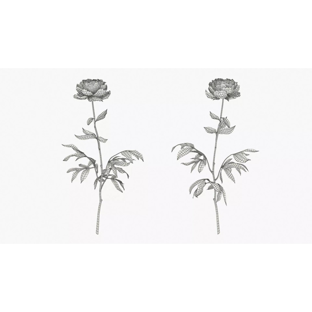 Single Peony Stem 3D Model – Realistic Floral Asset with PBR Textures - View 10