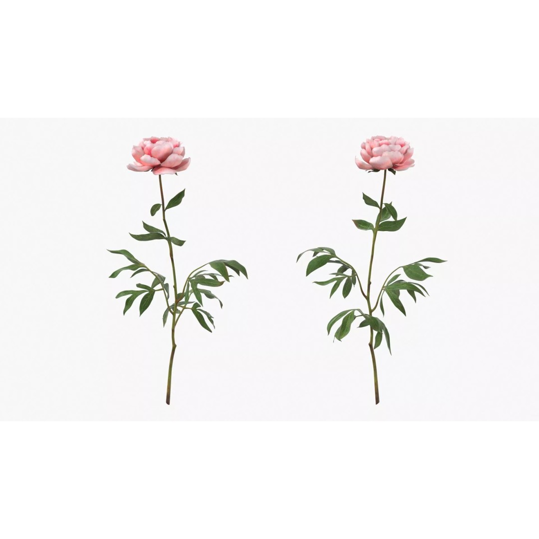 Single Peony Stem 3D Model – Realistic Floral Asset with PBR Textures - View 2
