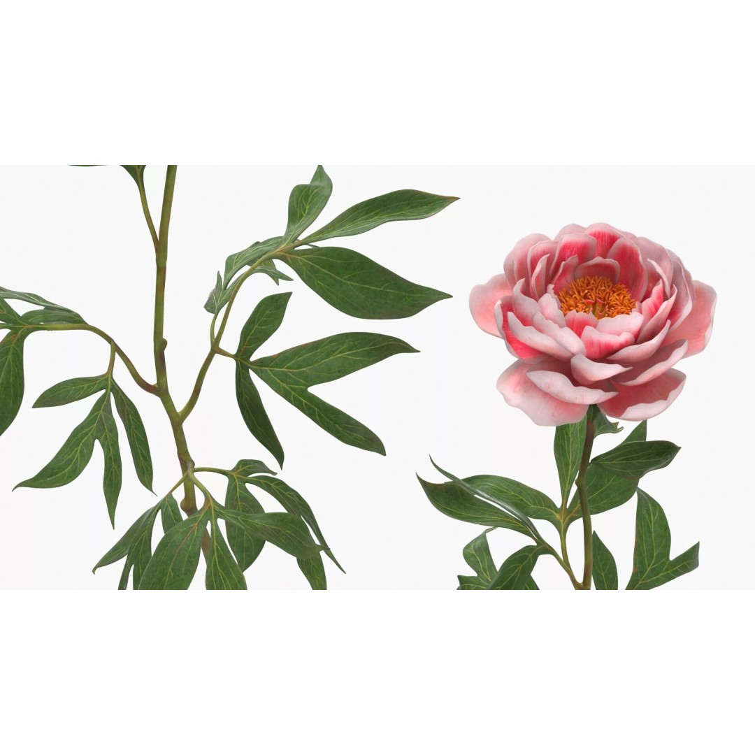 Single Peony Stem 3D Model – Realistic Floral Asset with PBR Textures - View 4