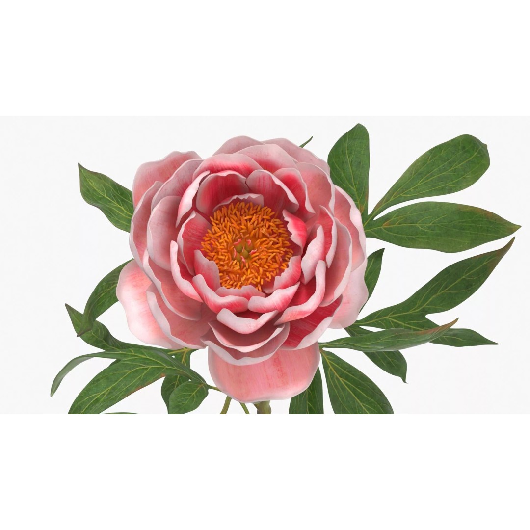 Single Peony Stem 3D Model – Realistic Floral Asset with PBR Textures - View 5