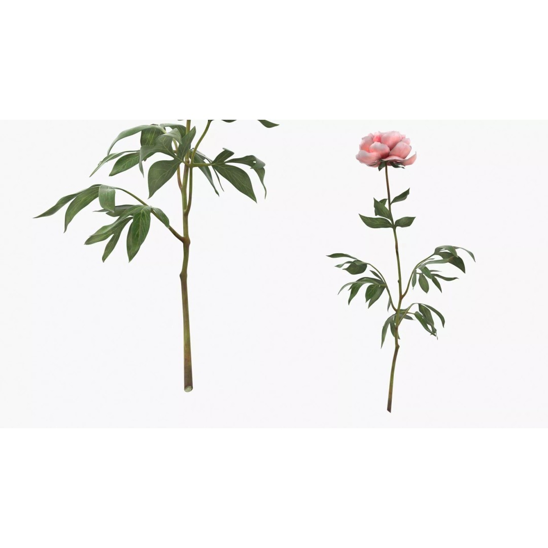 Single Peony Stem 3D Model – Realistic Floral Asset with PBR Textures - View 6