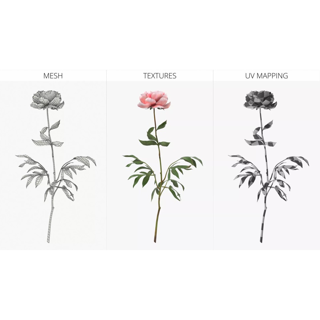 Single Peony Stem 3D Model – Realistic Floral Asset with PBR Textures - View 7