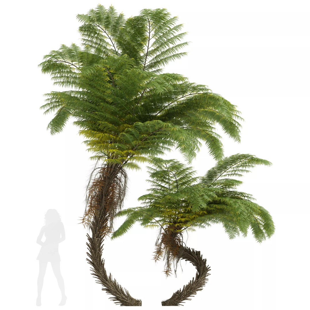 Alsophila Spinulosa Fern 3D Model – High Detail PBR Game Asset, FBX & OBJ - View 2