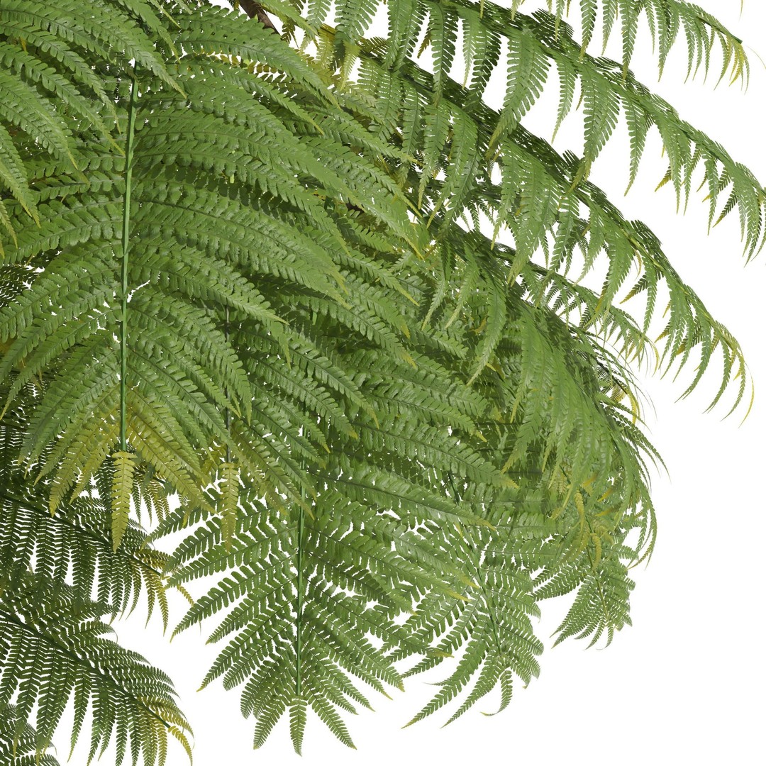 Alsophila Spinulosa Fern 3D Model – High Detail PBR Game Asset, FBX & OBJ - View 3