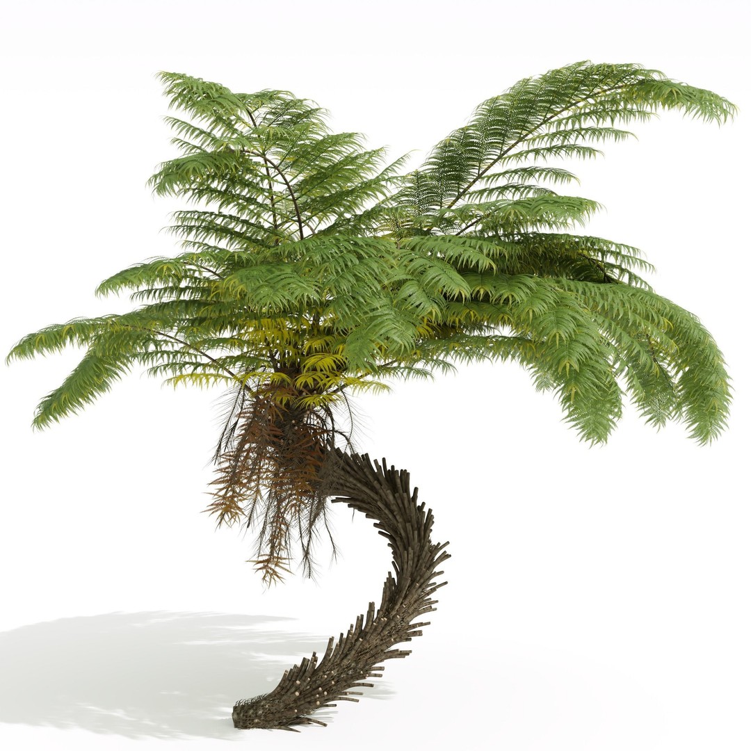 Alsophila Spinulosa Fern 3D Model – High Detail PBR Game Asset, FBX & OBJ - View 4