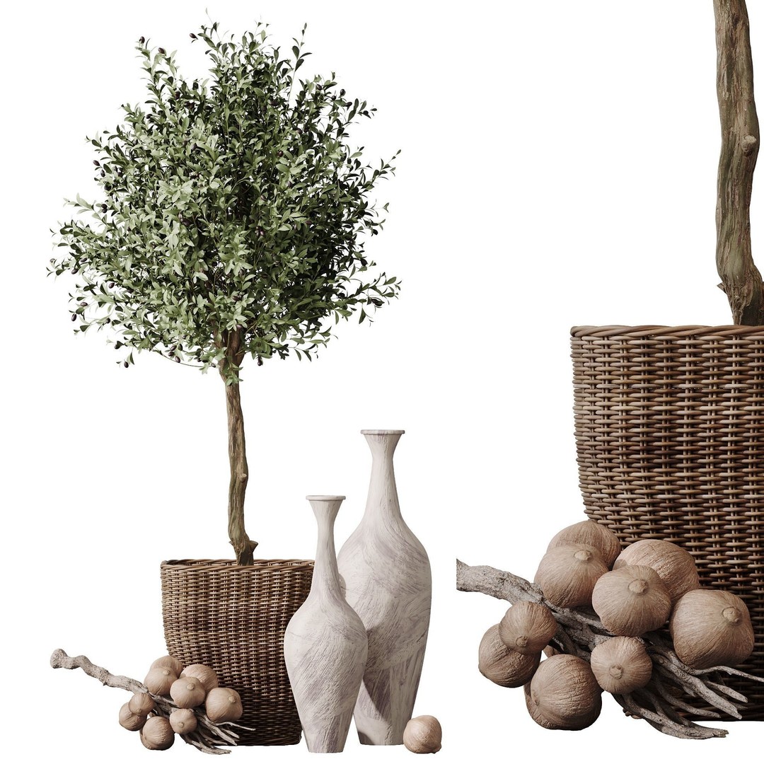 Mission Olive Tree 3D Model – Indoor Pot Plant, PBR Textures, FBX