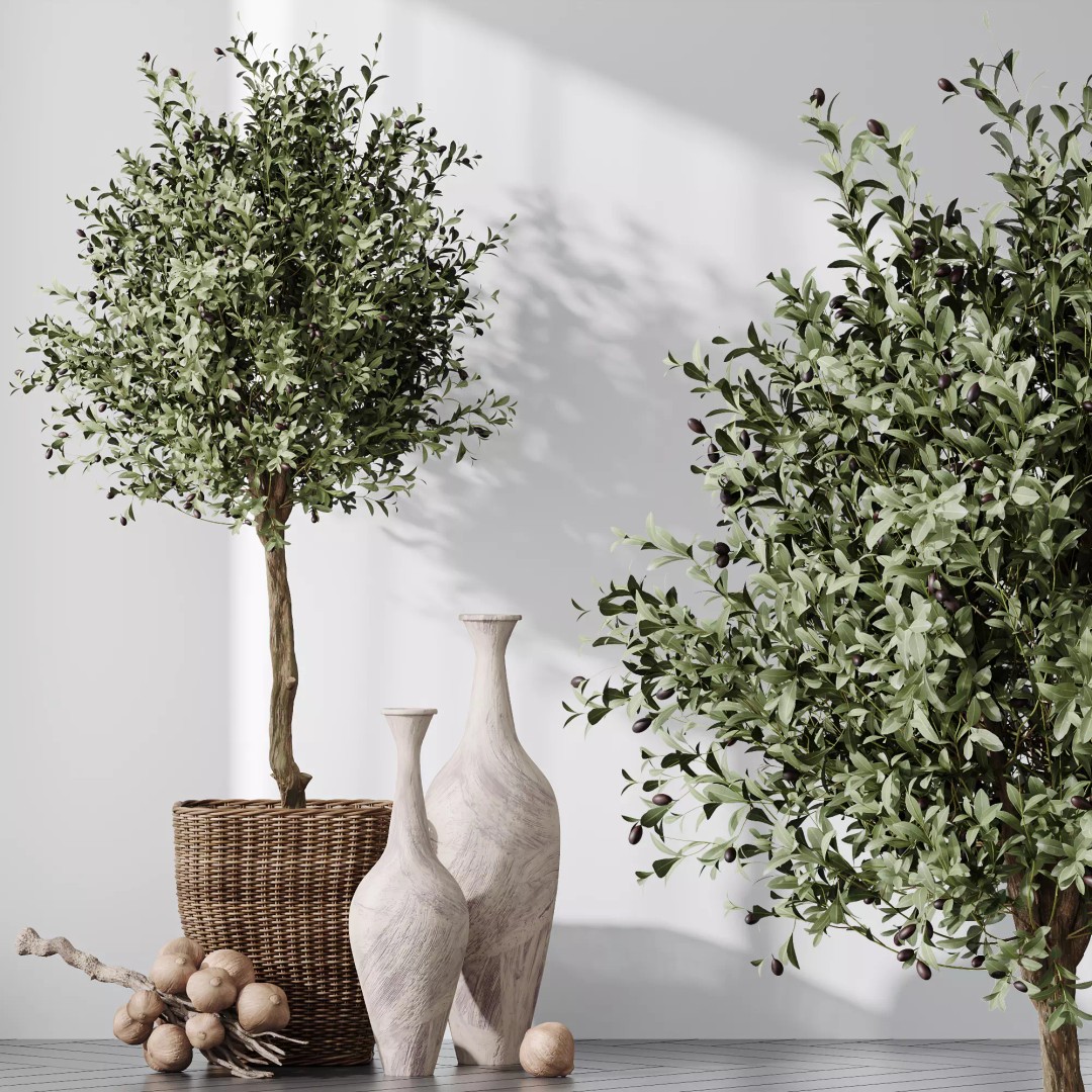 Mission Olive Tree 3D Model – Indoor Pot Plant, PBR Textures, FBX - View 2