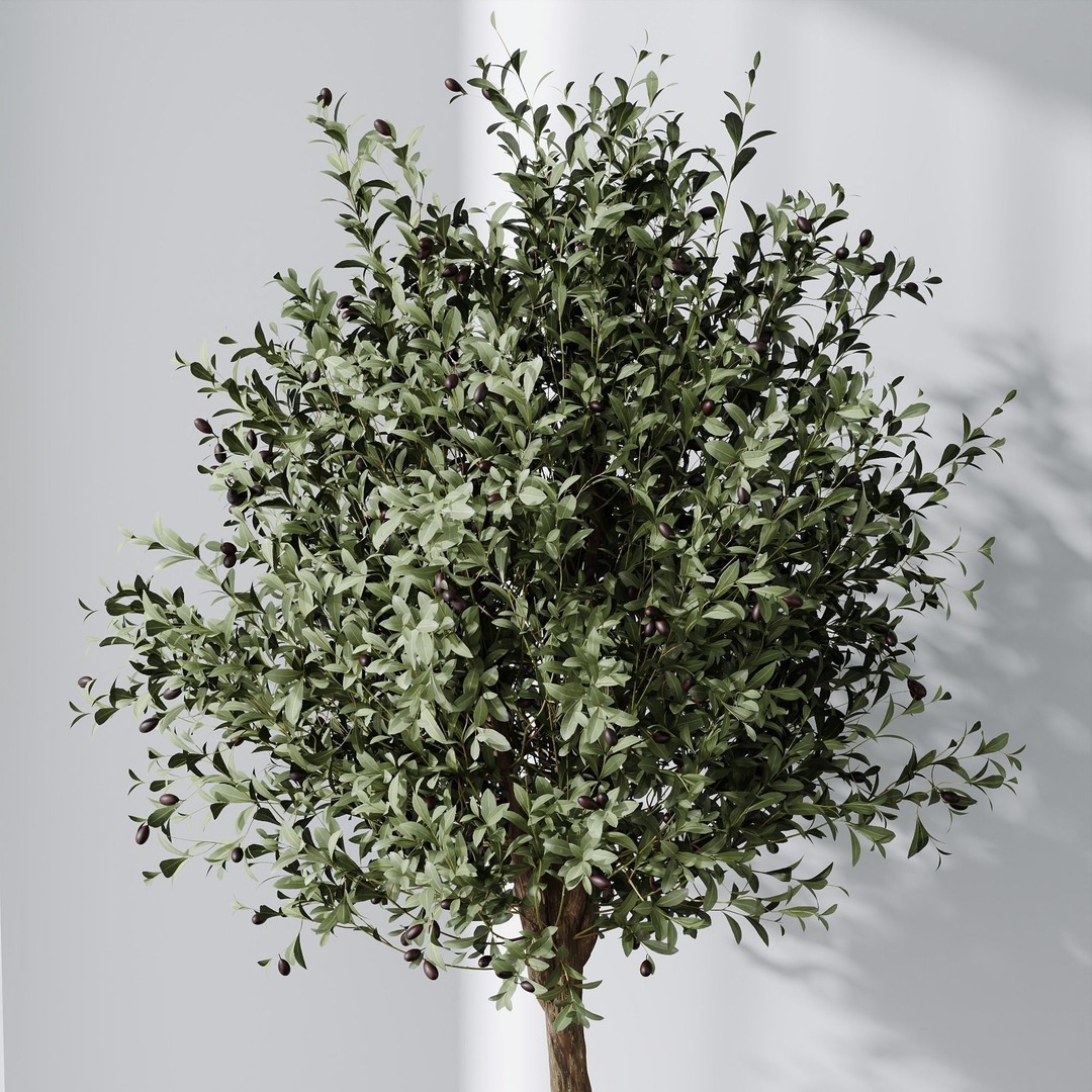 Mission Olive Tree 3D Model – Indoor Pot Plant, PBR Textures, FBX - View 4