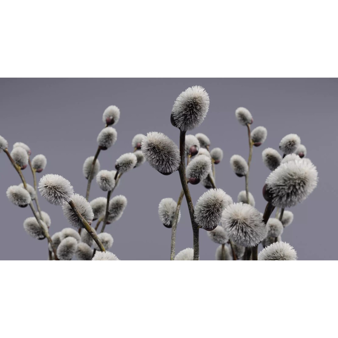 Willow Catkins 3D Model – Botanical Arrangement with PBR Textures - View 8